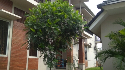 Properti sewa Indonesia