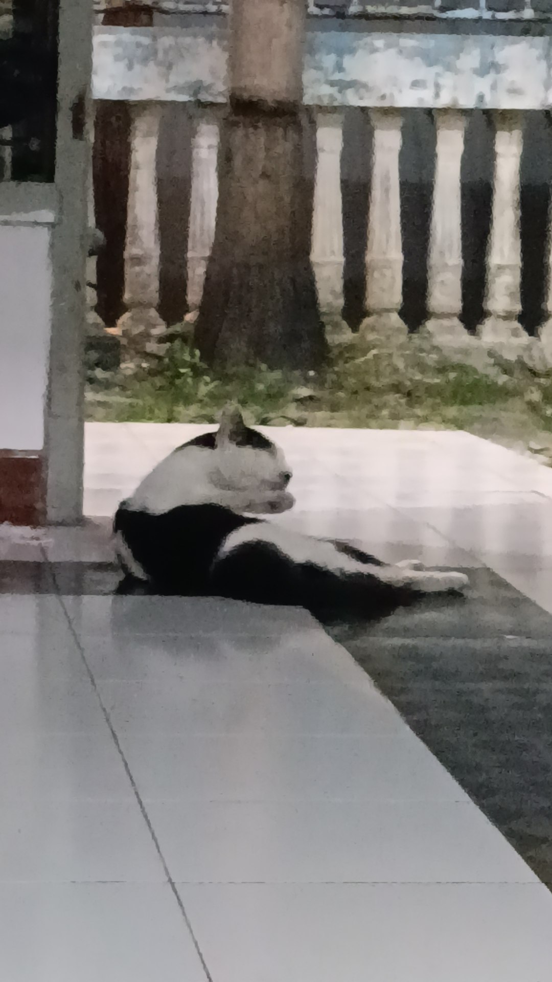 Kontrakan sapi — kontrakan di surabaya