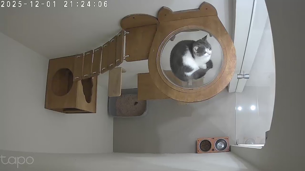 Cat Hotel VillaBysh (Penginapan / Penitipan Kucing) - foto properti sewa