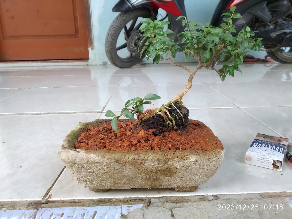 Properti sewa Indonesia